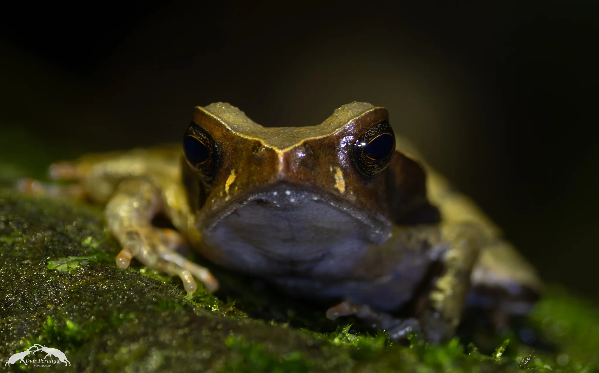 Frog, Costa Rica Rainforest